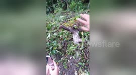 Sloth waves back to rescuer who helped him to cross road