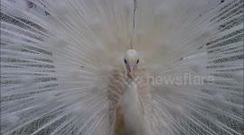 White peacock turns heads in Yorkshire