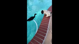 Dog and duck best friends play together at poolside in California