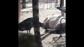 Piglet