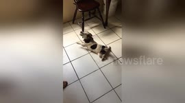 Newsflare Edit - Dog Tippy Taps when Happy