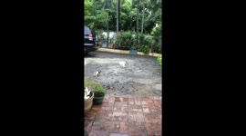 Cat Jumps over puppy