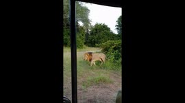 Lion brothers greeting