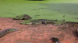 Crocodiles Waiting To Be Fed In Broom Crocodile Sanctuary