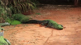 Crocodiles Waiting To Be Fed In Broom Crocodile Sanctuary, Western Australia.
