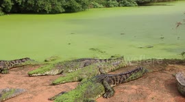 Crocodiles Waiting To Be Fed In Broom Crocodile Sanctuary, Western Australia