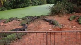Crocodiles Waiting To Be Fed In Broom Crocodile Sanctuary, Western Australia.