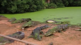 Crocodiles Waiting To Be Fed In Broom Crocodile Sanctuary, Western Australia.