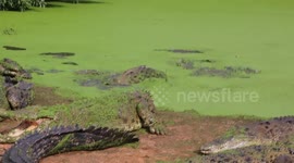 Crocodiles line up to fed at a crocodile sanctuary in Broome Western Australia