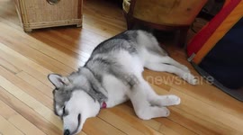 Alaskan Malamute Puppy Answers the Call of Her Pack