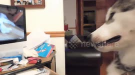 Alaskan Malamute Puppy Watches herself Answering the Call of her Pack
