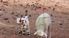 Cute Baby Goat Video