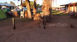 An emu gets in to the camp ground in Western Australia!