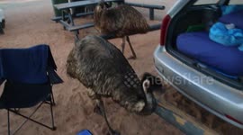 'Hey!' Curious emus inspect camper's tent and car boot in Australia