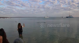 Dolphins Close To The Beach at Shark Bay, Western Australia