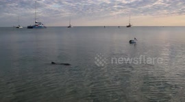 Dolphins swim to shore at Shark Bay Western Australia