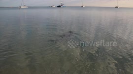 Dolphins swim to shore at Shark Bay Western Australia.