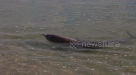 Dolphins swim to shore at Shark Bay Western Australia.