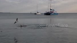 Dolphins swim to shore at Shark Bay Western Australia.