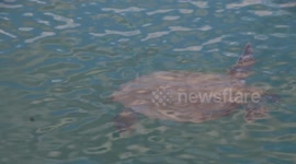 A turtle swims on the surface off the coast of Wetern Autralia