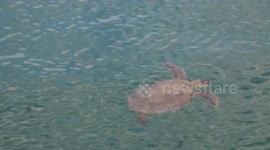 A turtle swims to the surface off the coast of Shark Bay, Western Australia