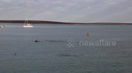 Dolphins swim to shore at Shark Bay Western Australia.