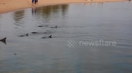 Dolphins swim to shore at Shark Bay Western Australia.