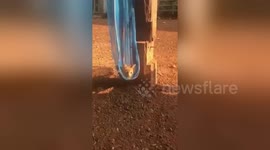 Newsflare Edit - cat playing in hammock- so cute