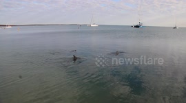 Dolphins swim to shore at Shark Bay Western Australia