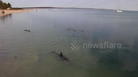 Dolphins swim to shore at Shark Bay Western Australia.
