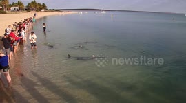 Dolphins swim to shore at Shark Bay Western Australia.
