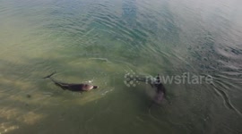 Dolphins swim to shore at Shark Bay Western Australia.