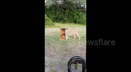 This is what lion love looks like