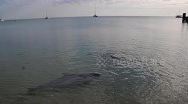 Dolphins swim to shore at Shark Bay Western Australia.