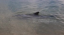 Dolphins swim to shore at Shark Bay Western Australia.