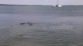 Dolphins swim to shore at Shark Bay Western Australia.