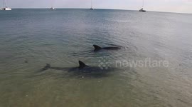 Dolphins swim to shore at Shark Bay Western Australia.