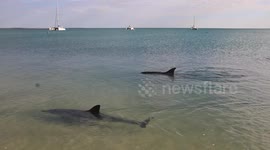 Dolphins swim to shore at Shark Bay Western Australia