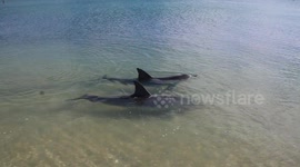 Dolphins swim to shore at Shark Bay Western Australia. At Monkey Mia a dolphin Research centre encourages local dolphins close to shore each morning to study them and to educate visitors.