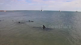Dolphins swim to shore at Shark Bay Western Australia.
