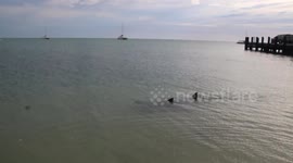 Dolphins swim to shore at Shark Bay Western Australia.