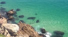 Huge great white chases seals in South African bay