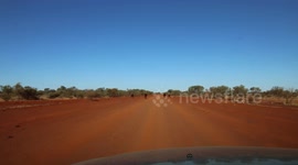 These cows in the Aussie Outback won't move!