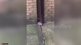 A plague of rats the size of small dogs have taken over a neighbourhood