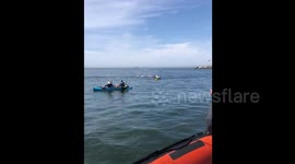 Surprise! Whales and dolphins appear beside US kayakers