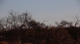 A Wedge Tail Eagle in  Western AustraliaAC