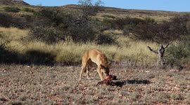 A dingo eats a dead kangaroo in the Aussie Outback.