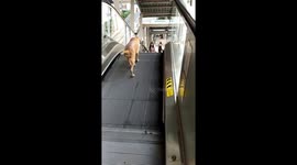 Dog tries to walk wrong way down escalator
