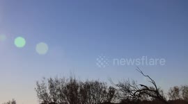 A Wedge Tail Eagle Takes flight In Western Australia
