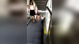 Dog walks wrong way down escalator